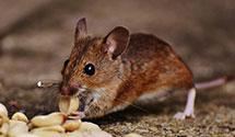 24 Hour & Emergency Exterminators in Summit, NJ